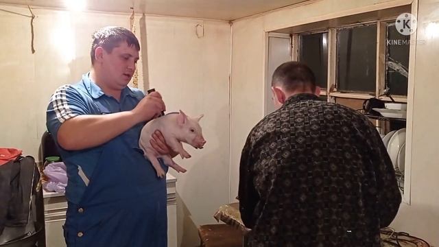 КАК МЫ ПОРОСЯТ У СВИНОМАТКИ ЗАБИРАЛИ смотреть онлайн