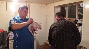КАК МЫ ПОРОСЯТ У СВИНОМАТКИ ЗАБИРАЛИ