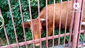 Чечня. Курорт Серноводск Кавказский. Лето 2022. Начало путешествия.