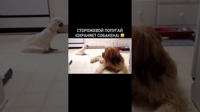 Говорящий попугай