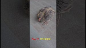 Как растут птенцы голубей по дням🕊️🐣how pigeon chicks grow by day