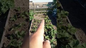 Пересаживаю клубнику Гигантеллу, Дивную, Любая и Зефир (земляника крупноплодная)