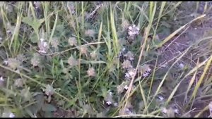 Сбор чабреца/природа Ставропольского края