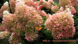 Гортензия метельчатая Фантом (phantom) ? обзор: как сажать, саженцы гортензии Фантом
