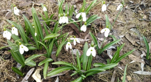 07/04 vlog . Первоцветы. Купили саженцы мандаринов. Гуляем с Максом.