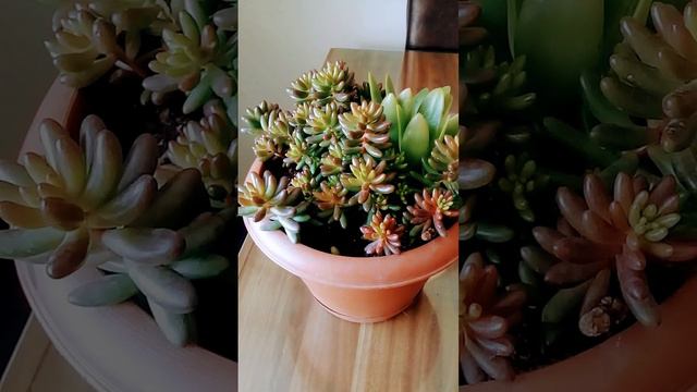 sedum damkoruğu смотреть онлайн
