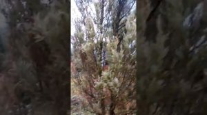 Щитовка на можжевельнике. Меры борьбы.