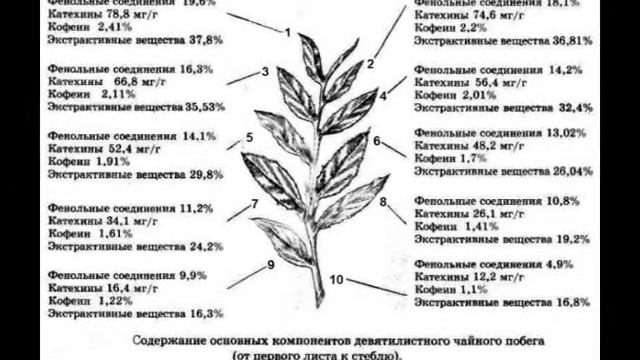 История и полезные свойства чая смотреть онлайн