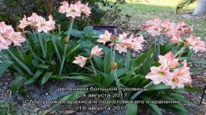 Хранение гиппеаструма в зимний период