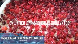 Клюква сушеная. Какое оборудование использовать для сушки клюквы и других ягод?