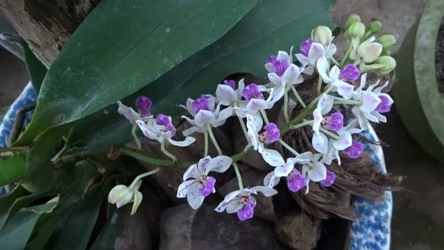 Sony Cyber DSC-WX350 full HD 1080p 60fps (Bonsai and Orchids) - Máy ảnh Sony Cyber DSC WX350 смотреть онлайн