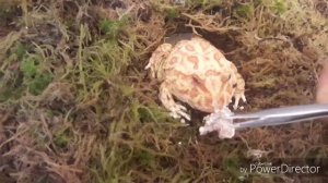 Кормим лягушек украшенных рогаток