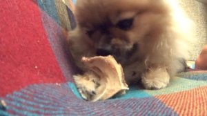 Неутомимо, самозабвенно, упоенно шпиц грызет кость