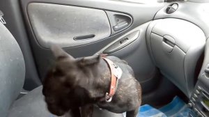 Французский бульдог истерика перед приемом у ветеринара