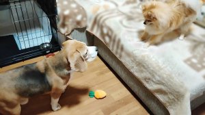 А почему у меня нет такого домика и рыжей пищухи? Я тоже хочу! Бигль Буля и шпиц Фокс