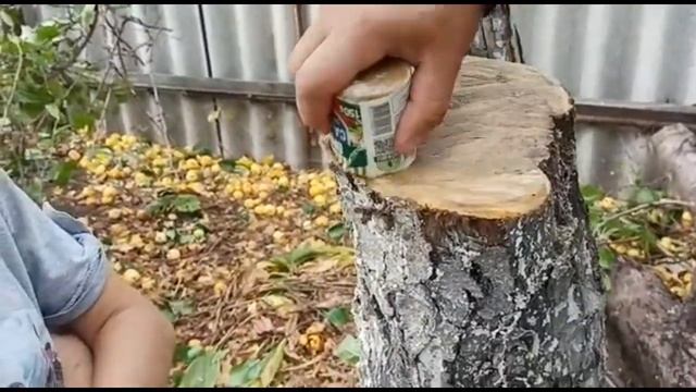 УБОРКА ДВОРА/СПИЛИЛИ И ОБРАБОТАЛИ ВЕТКИ У ЯБЛОНИ И ВИШНИ смотреть онлайн