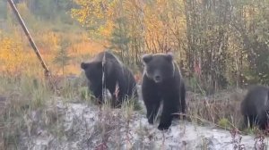 Медведица защищает медвежат