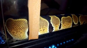 Bolo - python regius 2 - sep 2015