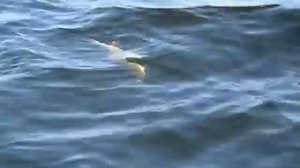 Русская блесна Eng.