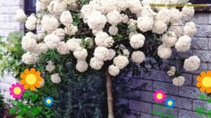 Калина обыкновенная на штамбе Эскимо. Краткий обзор, описание характеристик viburnum opulus Eskimo