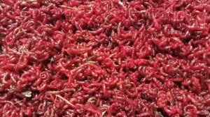Мотыль ТЕМНЫЙ УРАЛЬСКИЙ. Продажа живых насадок.