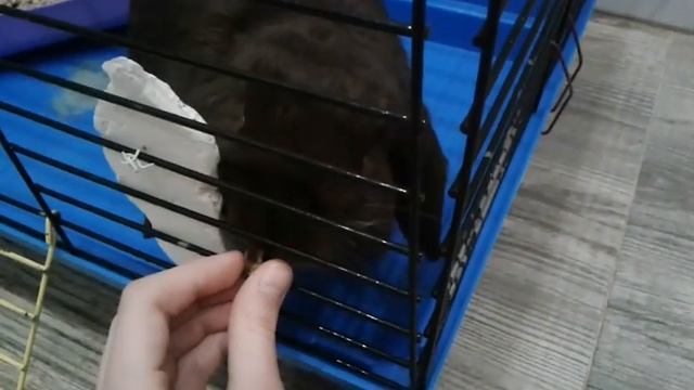 УХОД СОДЕРЖАНИЕ и ПИТАНИЕ декоративных кроликов/ чем кормить?? / Кролик Оскар