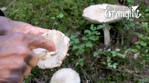 Conoscere i Funghi: Amanita pseudoregalis [ VELENOSO ]