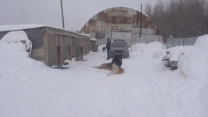 Поездка в губахинский приют для бездомных собак