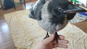 Карлуша хочет кушать. Кричит птенец серой вороны.