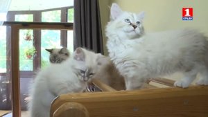Питомник Ратибор (невские маскарадные и традиционные сибирские кошки)
