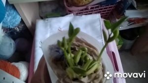 Чудо! Посадка фасоли и кукурузы в улитки работает.