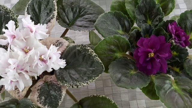 Пересаджуємо фіалкі правильно смотреть онлайн