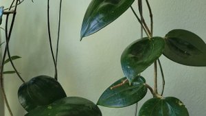 Всё о Hoya Macrophylla