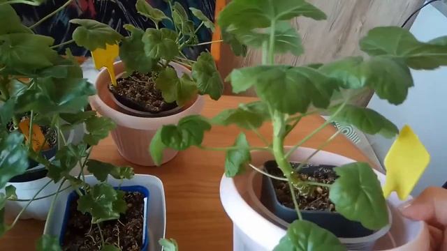 Увидели крен-помогите корневой! смотреть онлайн