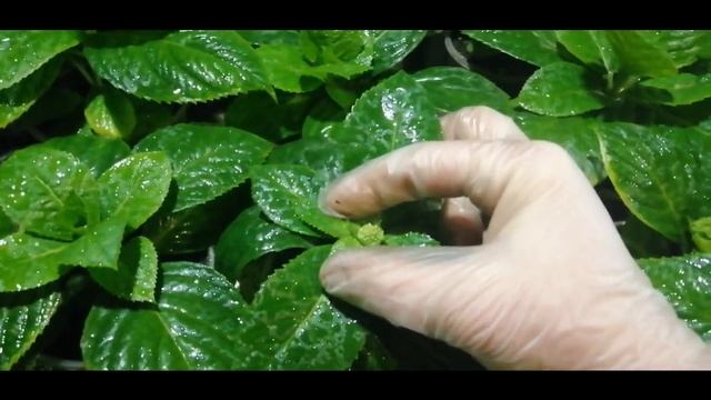 Гортензия крупнолистная -- макрофила, что с ней? смотреть онлайн