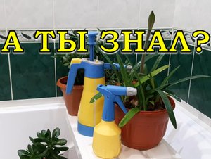 Выбираем РАСПЫЛИТЕЛИ для комнатных растений: на что обращать внимание????