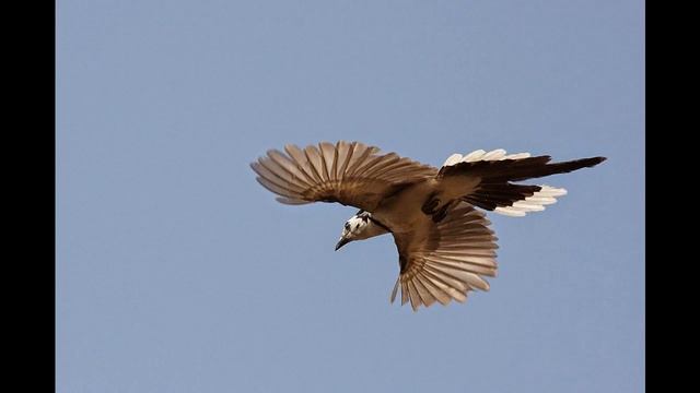 Семейство птиц: Вра́новые [Bird Family: Crane] {Vogelfamilie: Kranich}