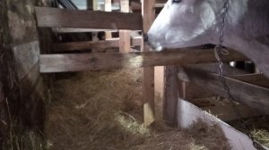 Корова после отёла 10 дней. Что знать. На что обратить внимания. Что делать а что не делать.!!!