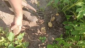 Выкапываем первый урожай картофеля Джувел, сажаем на второй.