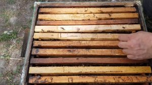 Обзор пчел Карника (Прошло 7 дней после пересадки пчел с Пчелопакета в улей )