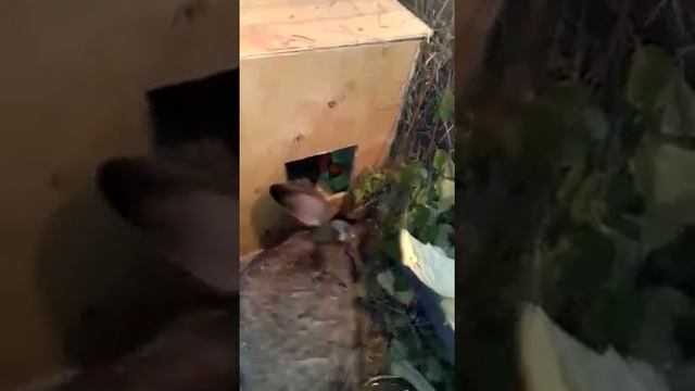 Содержание в зимний период в гараже кроликов фландеров.