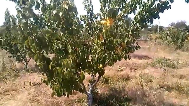 Абрикос. Сорт Анасный ( Шалах ) 06.07.17 смотреть онлайн