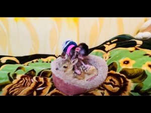 У гамадрилёныша Люси НОВАЯ ПОДРУЖКА косулёнок Мила!