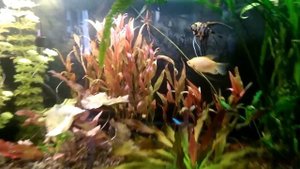 Усилил освещение в аквариуме