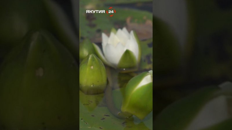 Кувшинковое поле - Верхневилюйск #якутия #природа #кувшинки