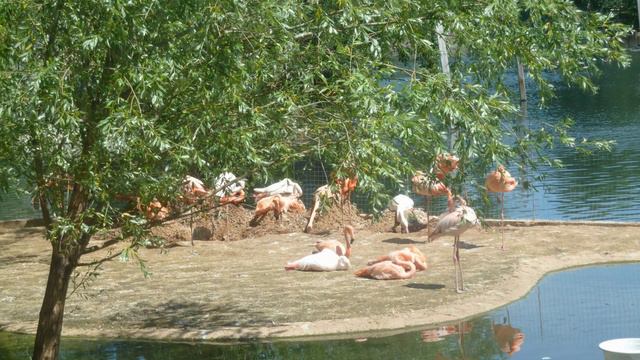 Я была в зоопарке! смотреть онлайн