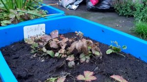 КНЯЖЕНИКА обыкновенная.Как и где растет-Сорт Аура.