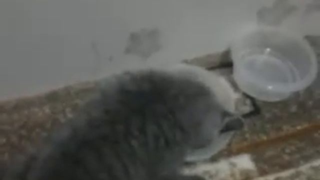 Кот уснул в миске смотреть онлайн