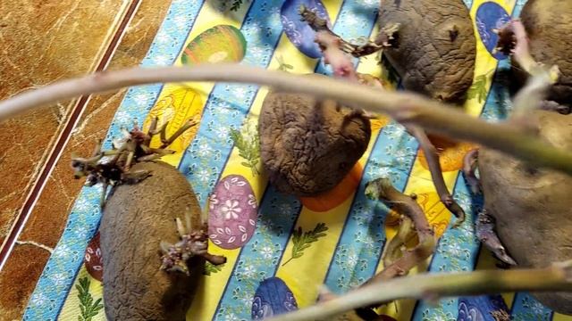 Если картошка проросла  Сажаем картошку на рассаду