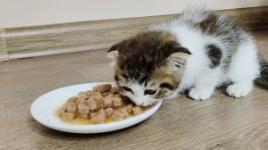 Милый котенок аппетитно ест еду.